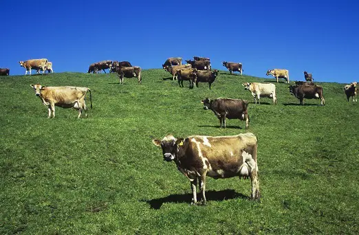 cows on farm in Conventional Farming
