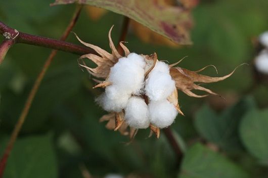  how to grow cotton