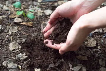 soil microorganisms