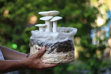 How to grow mushrooms indoors