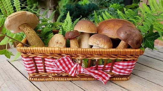 How to grow mushrooms indoors