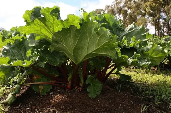 How to grow rhubarb