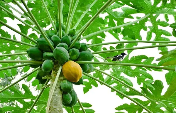 how to grow papaya