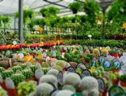 Types of Nursery in Agriculture
