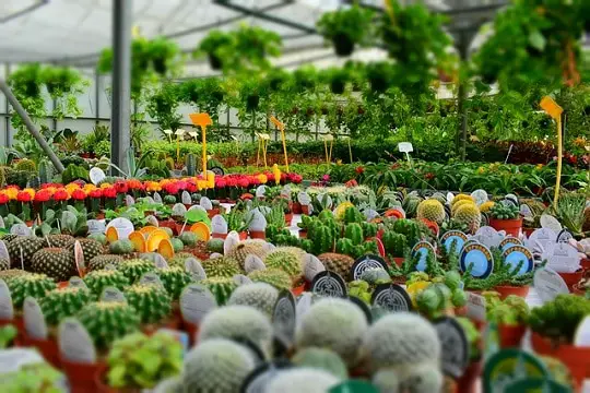 Types of Nursery in Agriculture