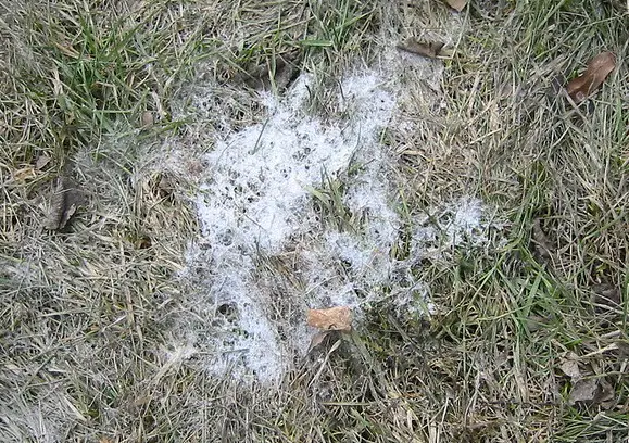 Snow mold lawn disease