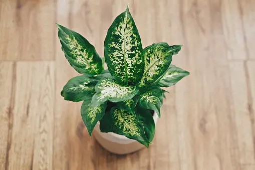 Dieffenbachia plant in pot