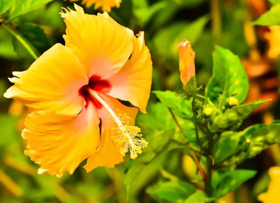 How to grow hibiscus