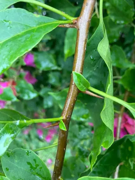How to Grow Bougainvillea from stem cuttings
