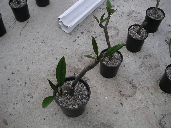 plumeria growing from cuttings